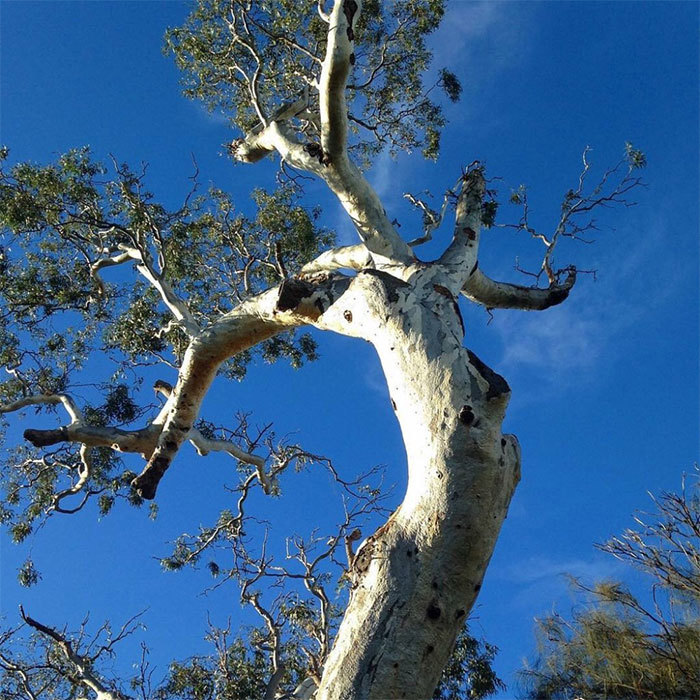 Close-up view of a tall eucalypt tree with smooth, pale bark and twisting branches reaching into a bright blue sky. Sparse clusters of green leaves frame the upper branches, creating a striking contrast against the clear background.
