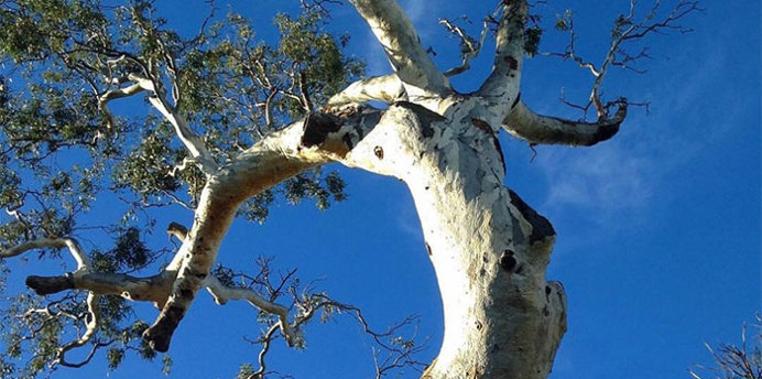 Close-up view of a tall eucalypt tree with smooth, pale bark and twisting branches reaching into a bright blue sky. Sparse clusters of green leaves frame the upper branches, creating a striking contrast against the clear background.